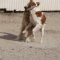 Doggone